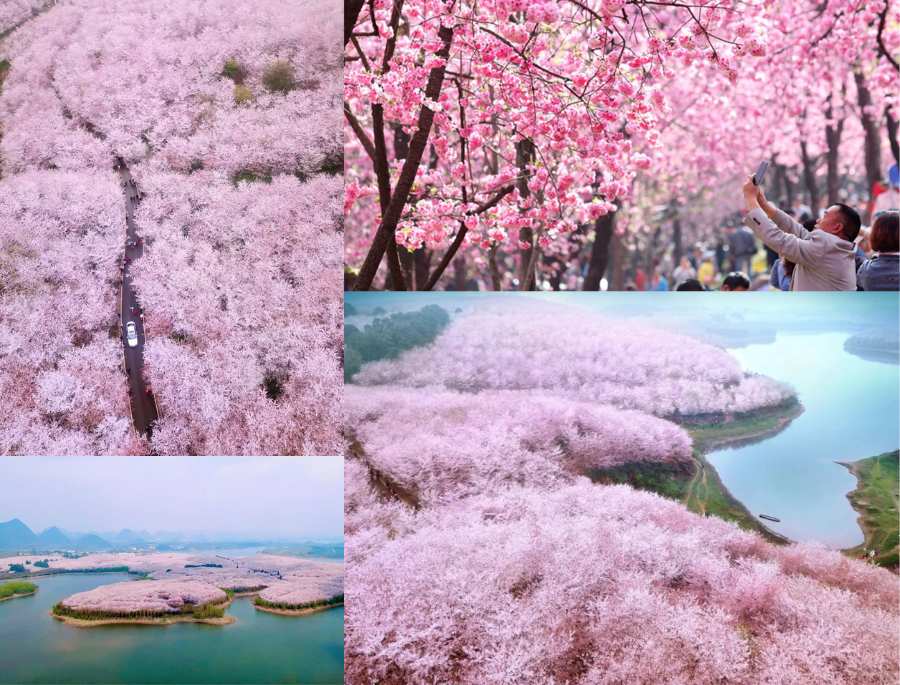 Bạn biết gì về vườn anh đào 'Vạn Mẫu Bình Ba' Trung Quốc