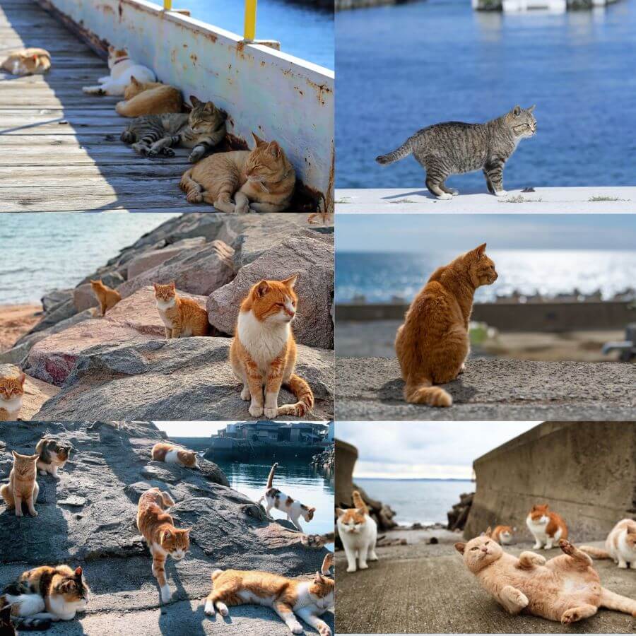 Khám phá Tashirojima - Vương quốc riêng dành cho loài mèo tại Nhật Bản