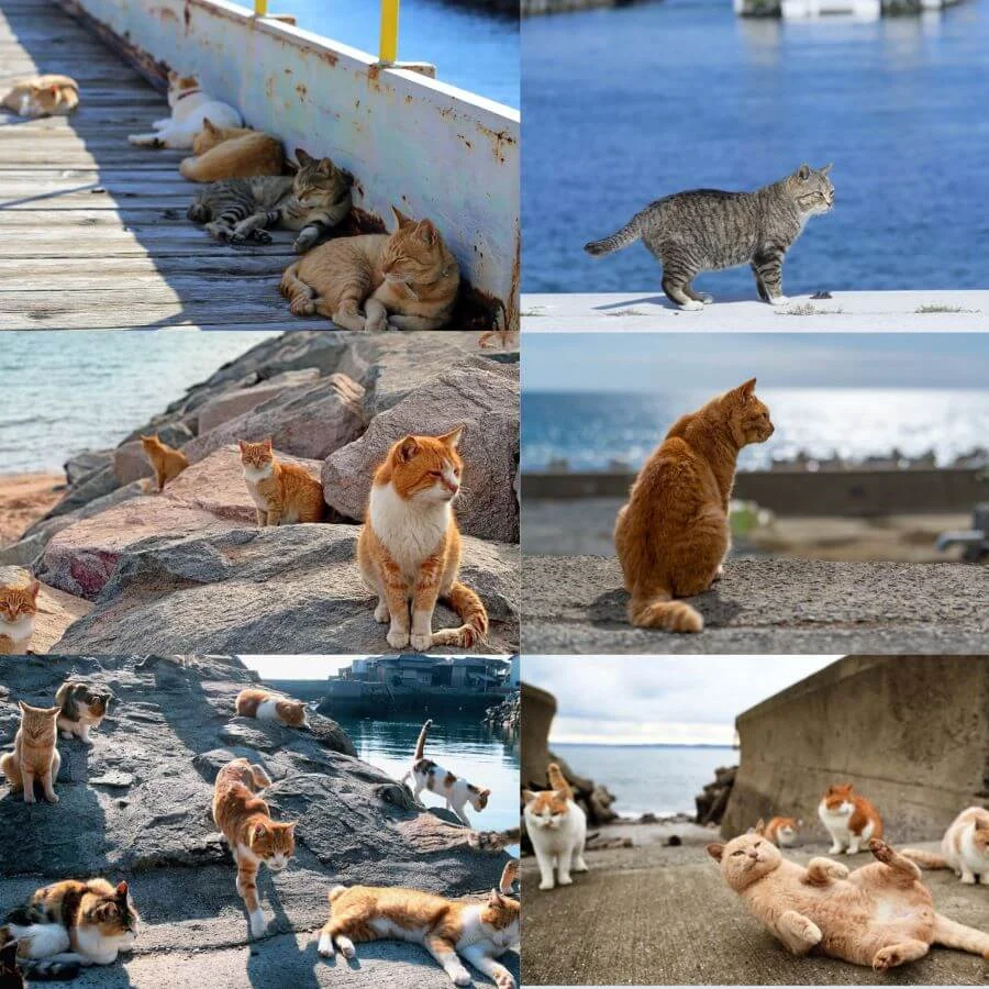 Khám phá Tashirojima - Vương quốc riêng dành cho loài mèo tại Nhật Bản