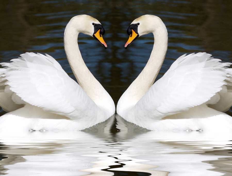 Tìm hiểu về thiên nga trắng - Loài chim biểu tượng của Đan Mạch