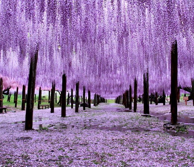 Thăm công viên hoa tử đằng ở Nhật