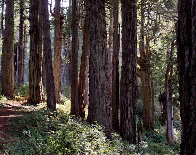 Khám phá vườn quốc gia Redwood - Mỹ