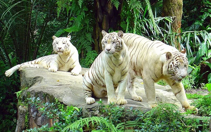 Những điều du khách cần 'nằm lòng' trước khi du lịch Malaysia