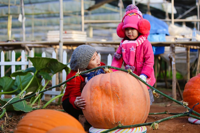Những cái 'nhất' chỉ có ở Đà Lạt