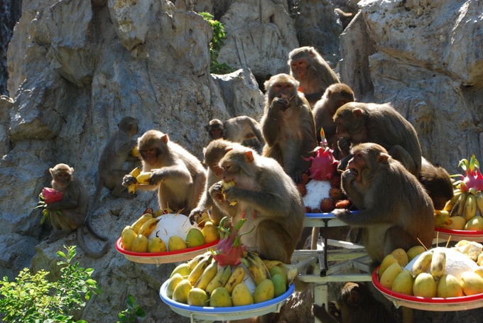 Đặc sản lễ hội khỉ ở Nha Trang