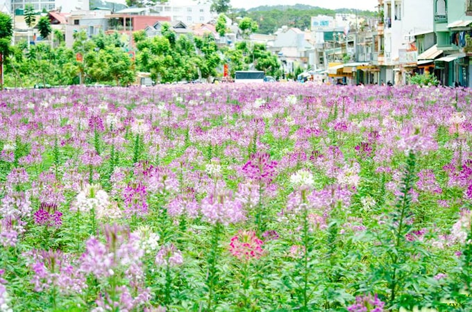 5 cánh đồng hoa đẹp 'ngất ngây' ở Đà Lạt