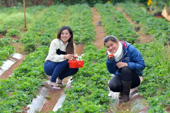 Những vườn dâu được khách 'đột nhập' nhiều ở Đà Lạt