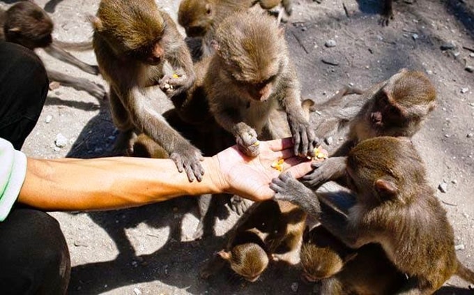 Thăm 'hoa quả sơn' ở Nha Trang