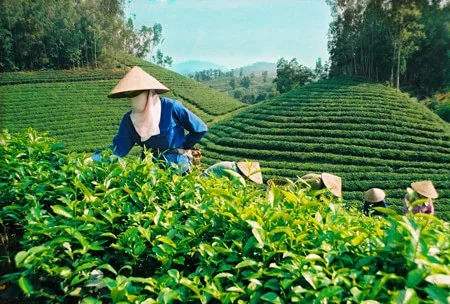 Du lịch Đà Lạt: Dừng chân đồi chè Bảo Lộc