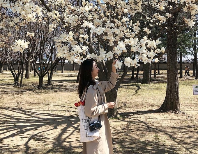 Hoa mộc lan - 'Bản tình ca tuyết trắng' khiến Hàn Quốc đẹp như tranh vẽ