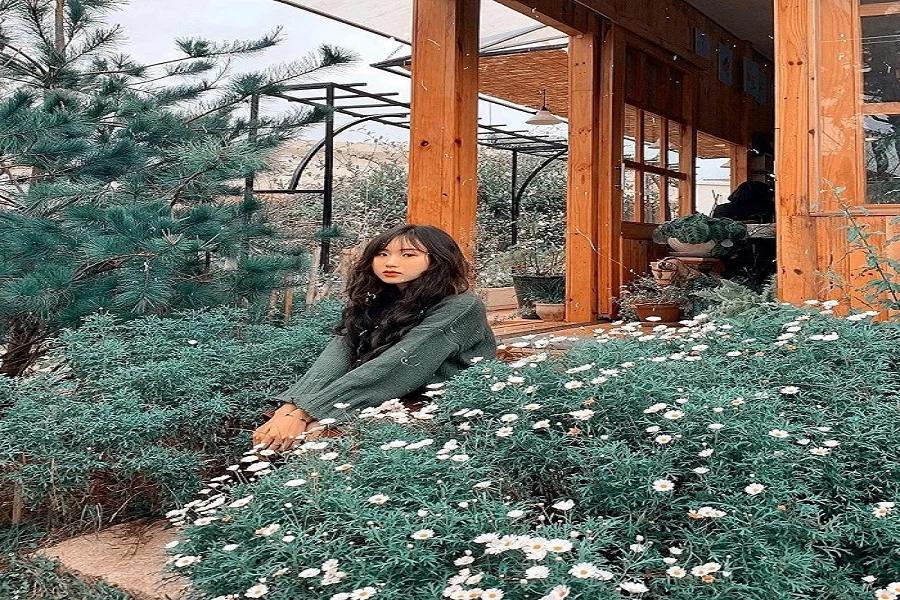 Thú vui thưởng thức trà trong căn nhà gỗ ngập tràn hoa Daisy giữa lòng Đà Lạt