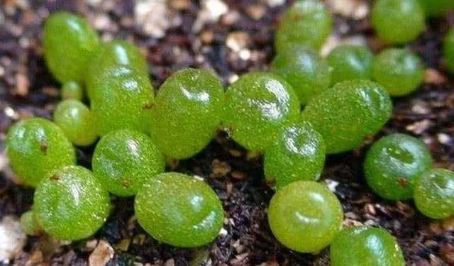 Du lịch Châu Phi, bạn tuyệt đối không được chạm tay vào những 'viên ngọc' xanh