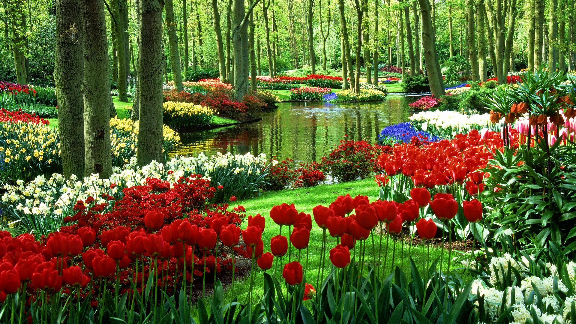 Khám phá 'khu vườn cổ tích' Keukenhof đầy hoa Tulip ở đất nước Hà Lan