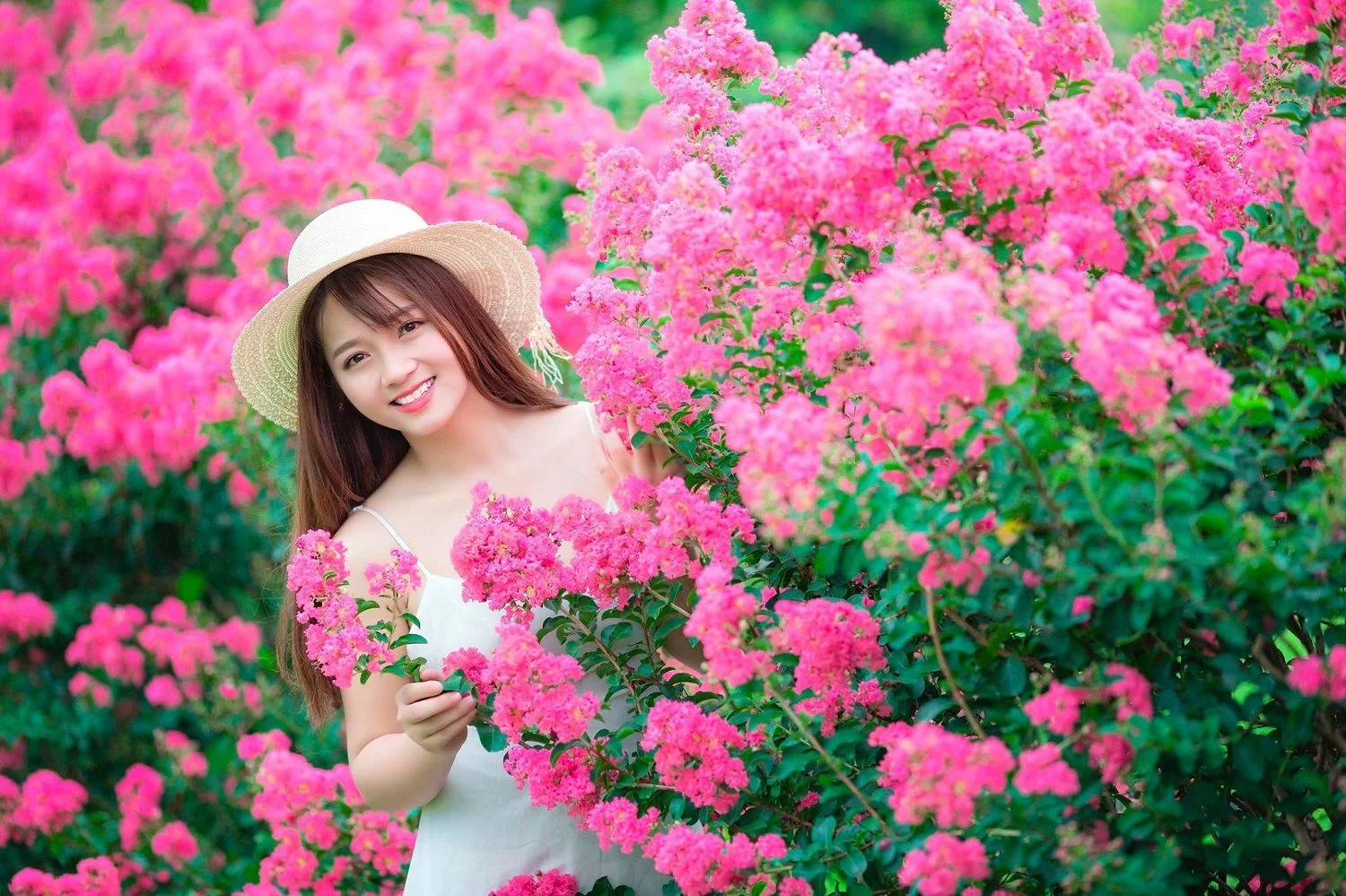 Phát 'sốt' với con đường hoa Tường Vi đẹp như mơ giữa lòng Hà Nội