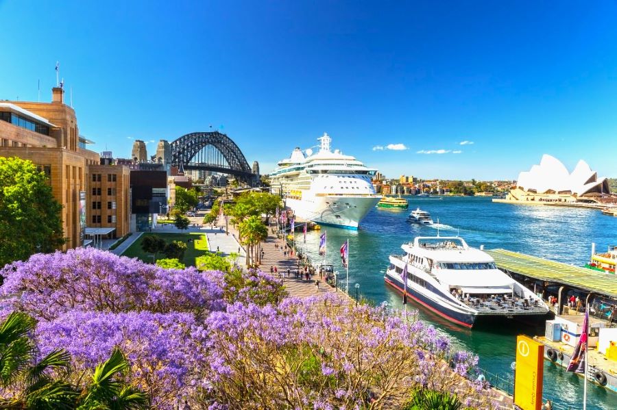 Mê mẩn mùa hoa phượng tím đẹp ngất ngây ở Úc, khiến bao kẻ xao xuyến