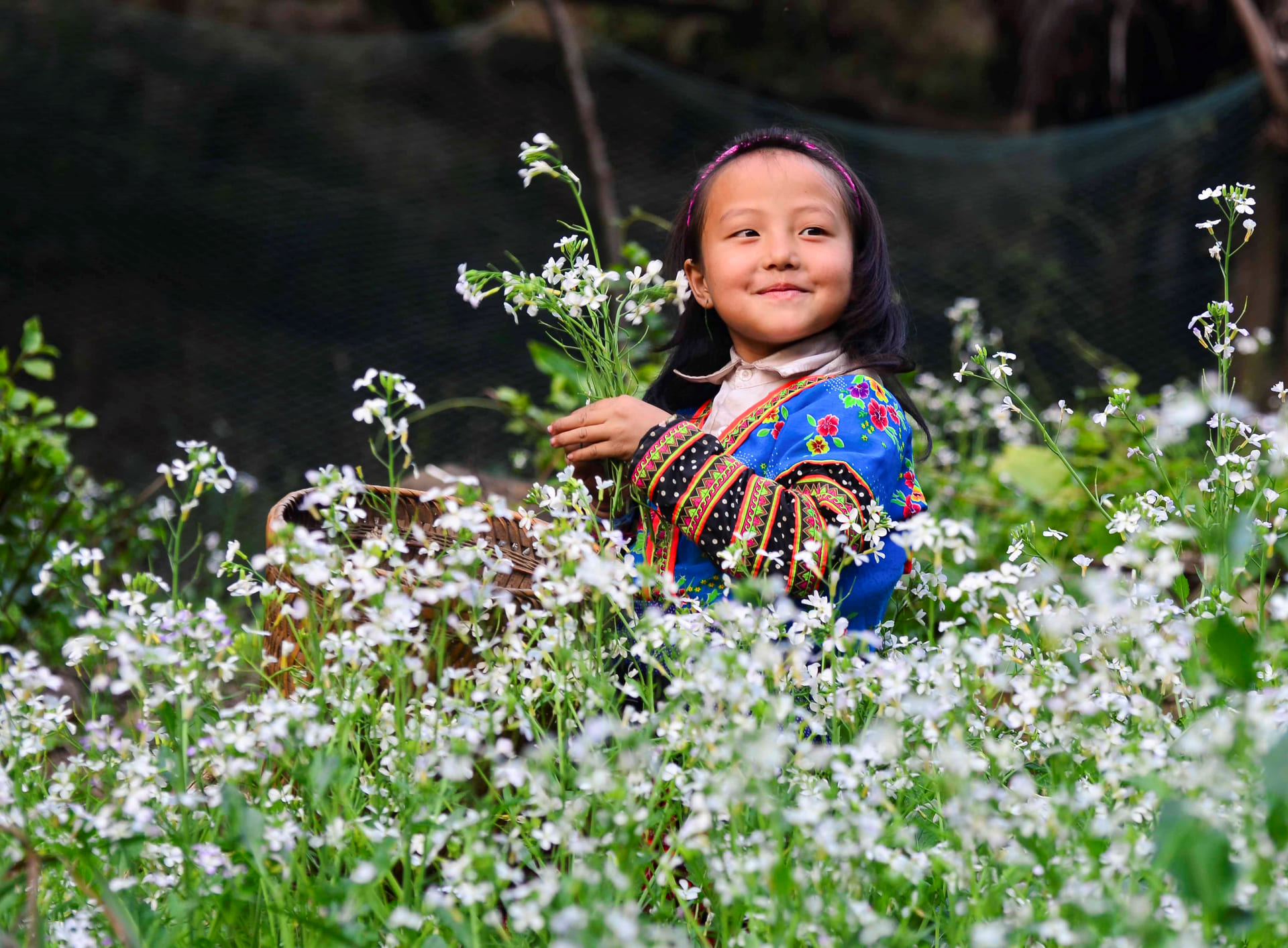 Tháng 10 ghé thăm Mộc Châu chiêm ngưỡng cánh đồng hoa cải trắng