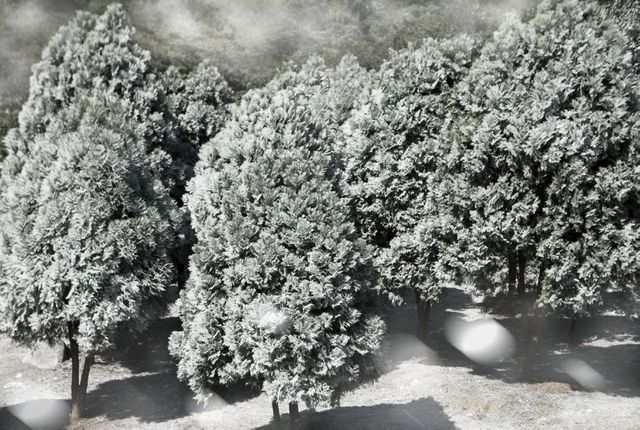 Đẹp ngỡ ngàng 'Khu rừng đầy tuyết' ở Hà Nội