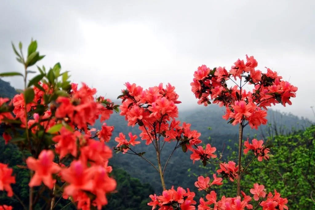 Du lịch Sapa chiêm ngưỡng hoa đỗ quyên rở rộ bạt ngàn