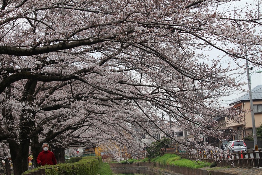 Ngất ngây trước vẻ đẹp con đường hoa anh đào dài nhất Nhật Bản