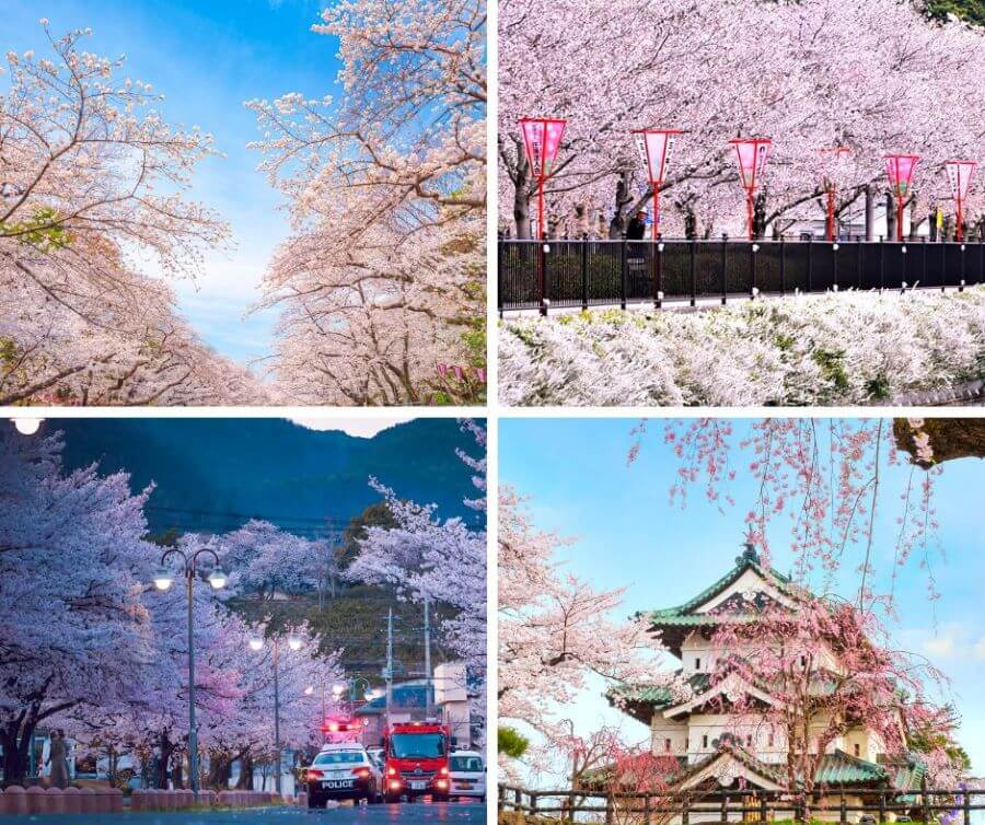 Những địa điểm ngắm hoa mùa xuân 'đốn tim' ở Nhật Bản
