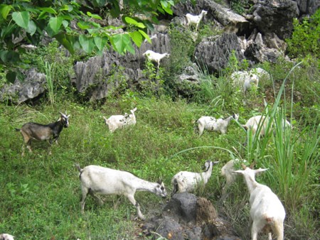 Đến Ninh Bình ăn dê núi