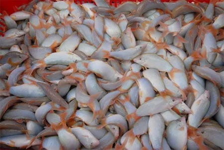 Mùa cá heo trốn trăng