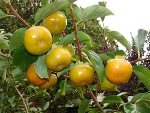 Hồng giòn- Đặc sản dân dã của Đà Lạt