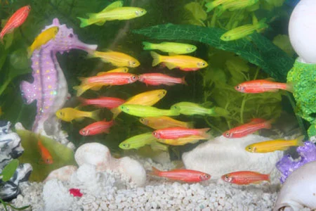 Du lịch Mỹ – Sushi phát sáng gây 'sốc'