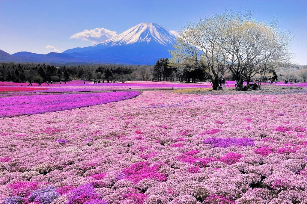 Du lịch Nhật Bản Ngắm Hoa Anh Đào: Narita - Kawaguchi - Fuji -Tokyo | 5N4D