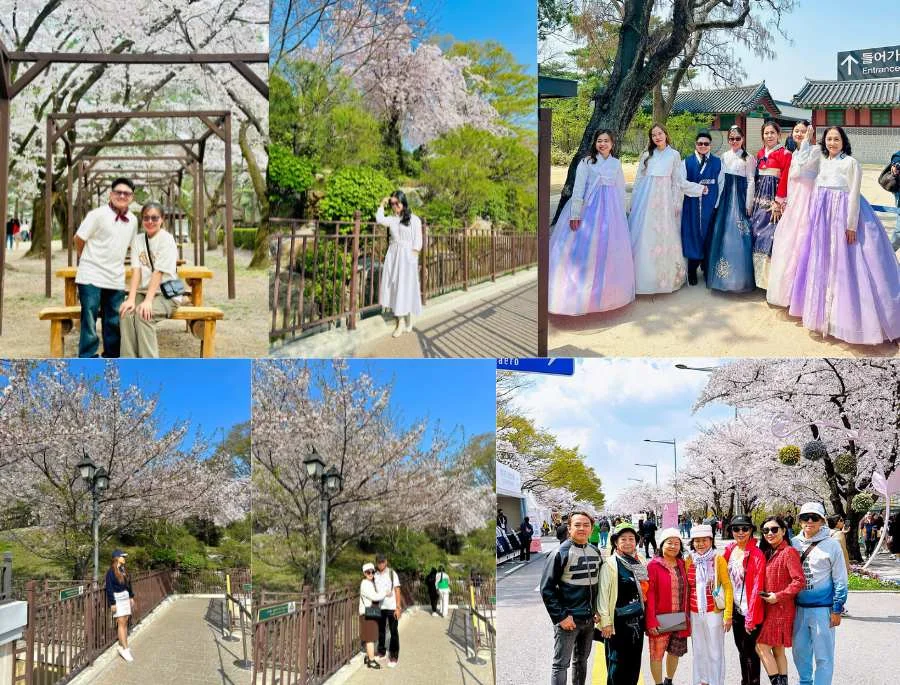 Tour Hàn Quốc du xuân 2026: Seoul - Nami - Everland 5N4Đ