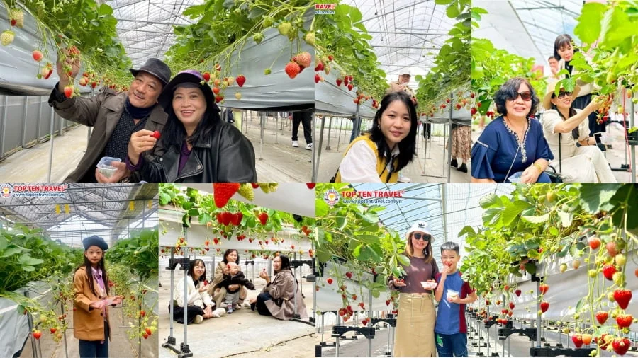 Tour Nhật Bản Mùa Hướng Dương: Narita - Tokyo - Phú Sĩ - Yamanashi (No shop)