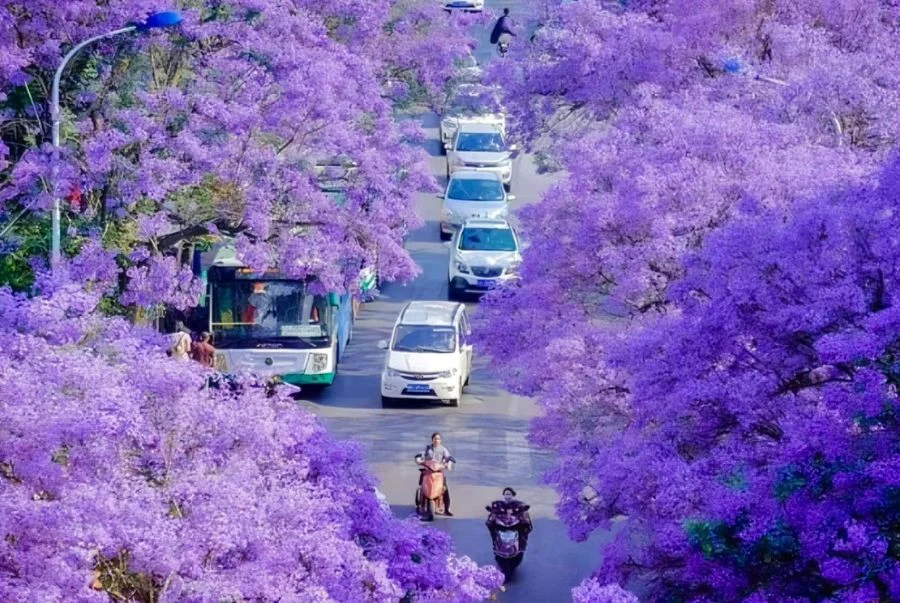 Royal Botanic Gardens Melbourne nằm ngay gần trung tâm thành phố, rất tiện lợi cho việc tham quan và di chuyển
