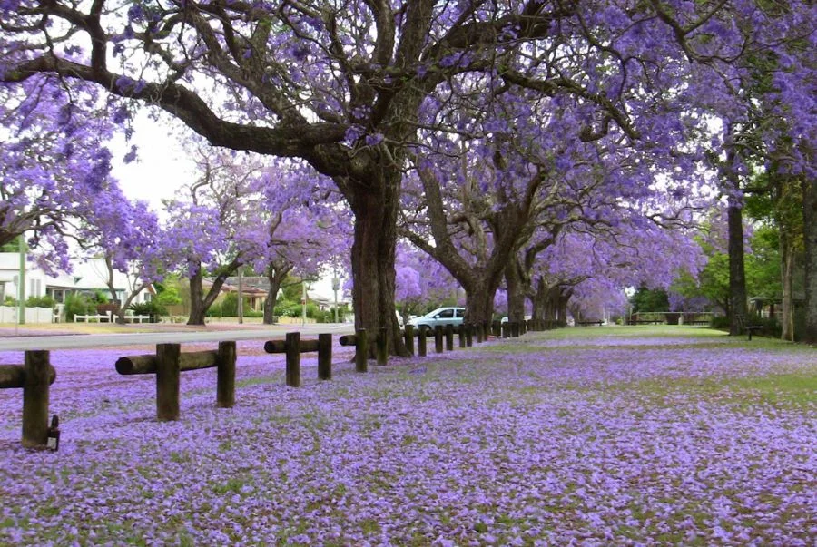 Thảm hoa màu tím rực rỡ tại Adelaide Park Lands