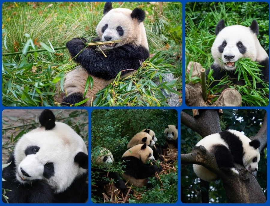 Vườn gấu trúc Dujiangyan là một phần của Trung tâm Nghiên cứu và Bảo tồn Gấu trúc Trung Quốc với rất nhiều chú gấu đáng yêu