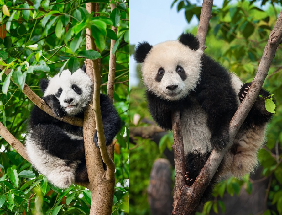 Gấu Trúc sống chủ yếu tại các vùng núi cao ở Tứ Xuyên, Thiểm Tây, Cam Túc