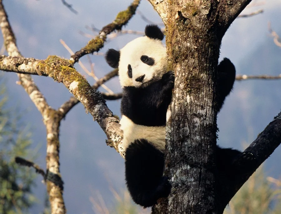 Vì môi trường tự nhiên khá khắc nghiệt, nên Gấu Trúc đã từng đứng trước nguy cơ tuyệt chủng