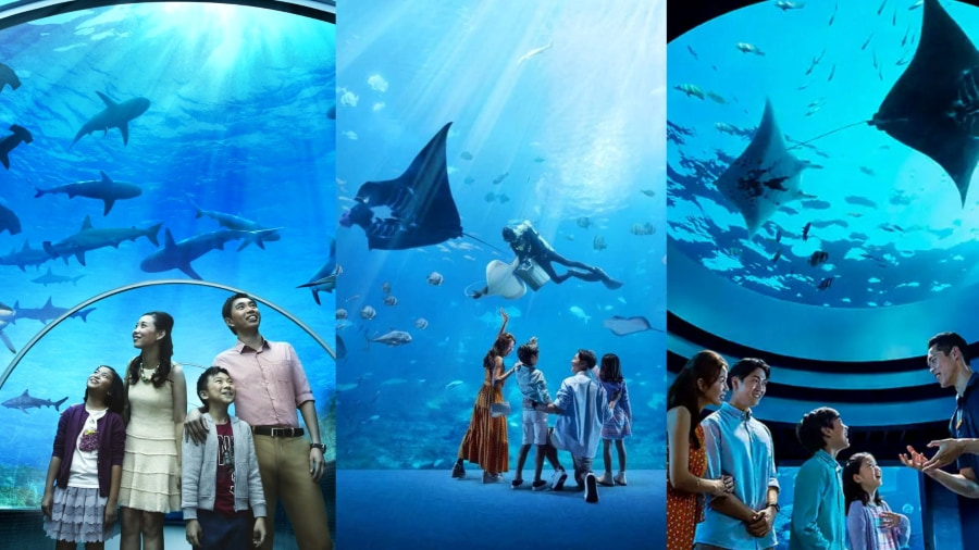 S.E.A Aquarium là một trong những thủy cung lớn nhất thế giới, nơi bạn có thể khám phá một thế giới đại dương kỳ diệu