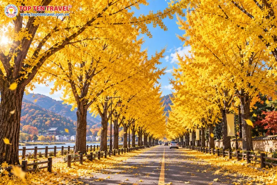 Con đường Asan Gingko Tree Road rực rỡ, lãng mạn là biểu tượng cho mùa thu Hàn Quốc