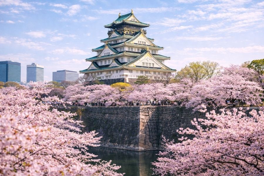 Hình ảnh tòa lâu đài Osaka rực rỡ giữa sắc hoa anh đào