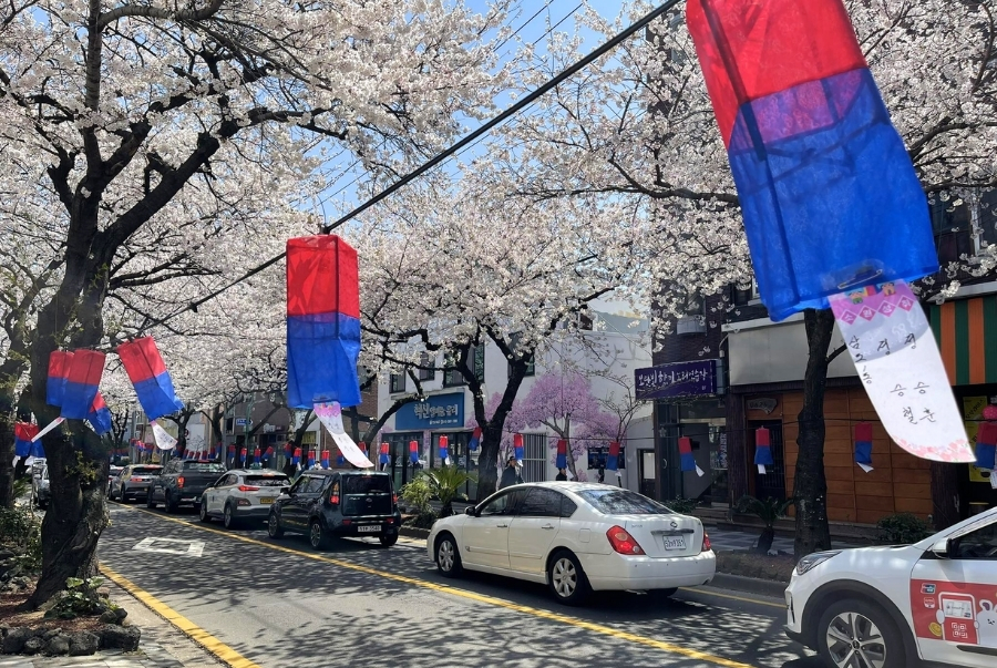 Con đường hoa anh đào nằm trên đảo Jeju