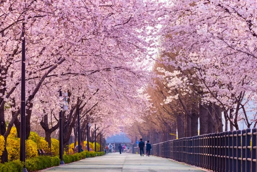Công viên Yeouido là địa điểm ngắm hoa anh đào nổi tiếng nhất Seoul