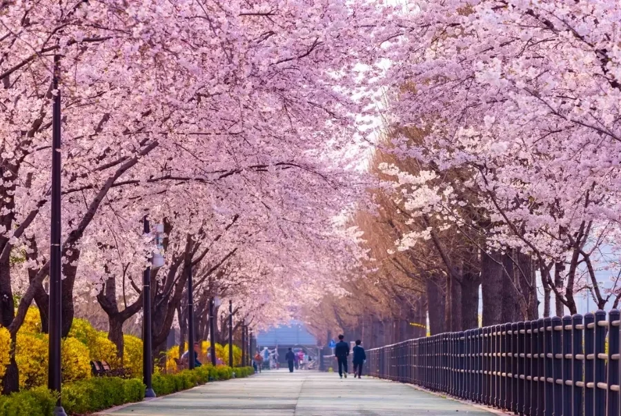 Công viên Yeouido luôn là điểm đến được săn đón nhất mỗi khi xuân về