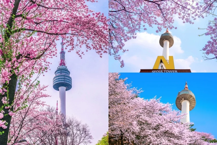 Các con đường quanh núi Namsan được bao phủ bởi hàng hoa anh đào nở rộ