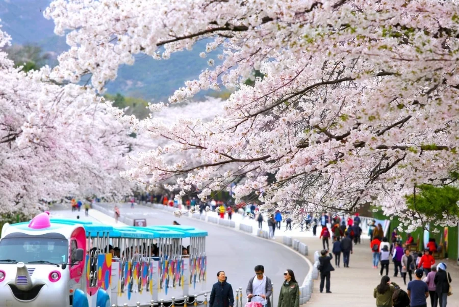 Cảnh quan mùa xuân tại Seoul Grand Park nổi bật với những lối đi bộ dài rợp bóng hoa anh đào