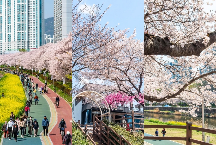 Con đường hoa anh đào chạy dọc theo con suối ở Busan