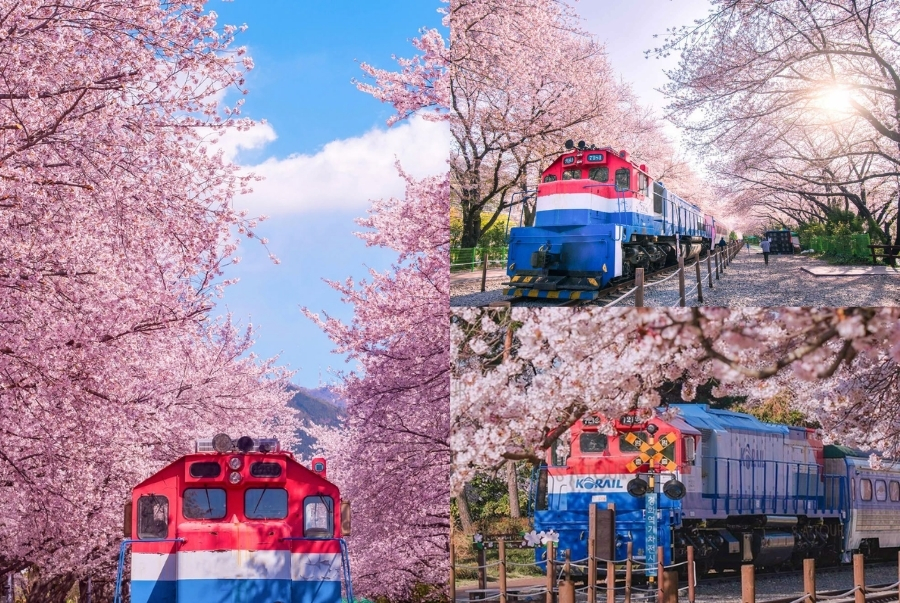 Ga Gyeonghwa luôn hấp dẫn hàng triệu du khách ghé qua mỗi mùa xuân về