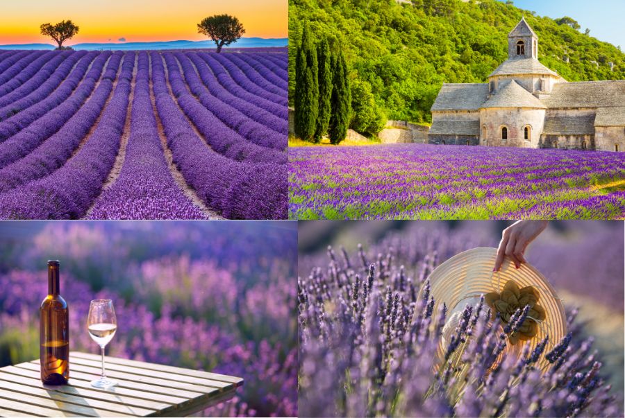 Provence là vùng đất thơ mộng ở miền Nam nước Pháp, nơi được mệnh danh là xứ sở của sắc tím oải hương 