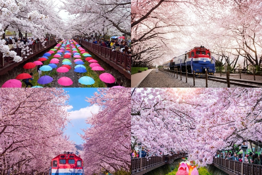 Jinhae Gunhangje nổi bật nhất là ở khu vực suối Yeojwacheon và ga Gyeonghwa