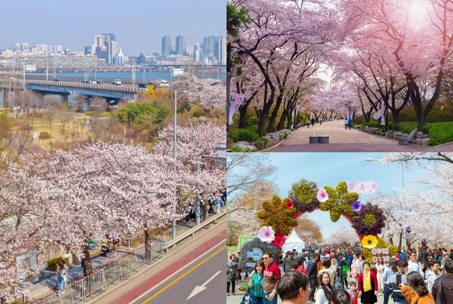 Lễ hội hoa anh đào Yeouido là sự kiện mùa xuân nổi tiếng nhất tại Seoul