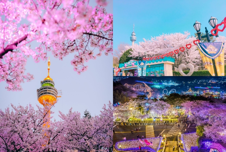 Lễ hội hoa anh đào E World được tổ chức từ cuối tháng 3 đến đầu tháng 4